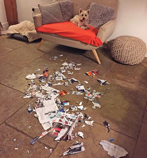‘And that,’ said Tim’s dog, ‘is what I think of the Bentley Bentayga’s design’