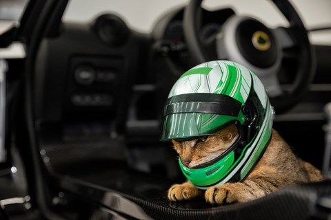 Lotus Pet Lids. Seriously?