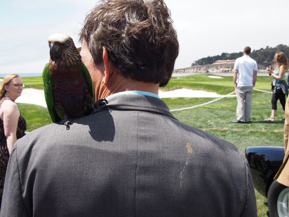 Parrot and mess, pebbling the beach in Monterey
