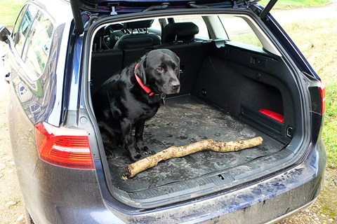 Anthony ffrench-Constant's dog and the CAR magazine VW Passat Estate