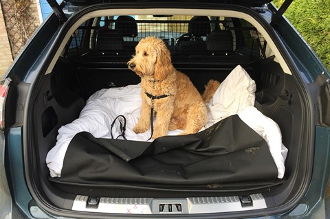 Ford Edge dog in the boot