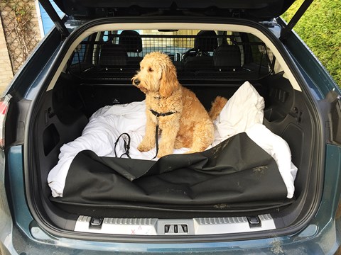 Pooch and Ford Edge: a good dog carrier