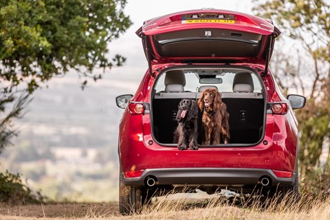 Keep your dog comfy in the car with our guide to the best cars for pets